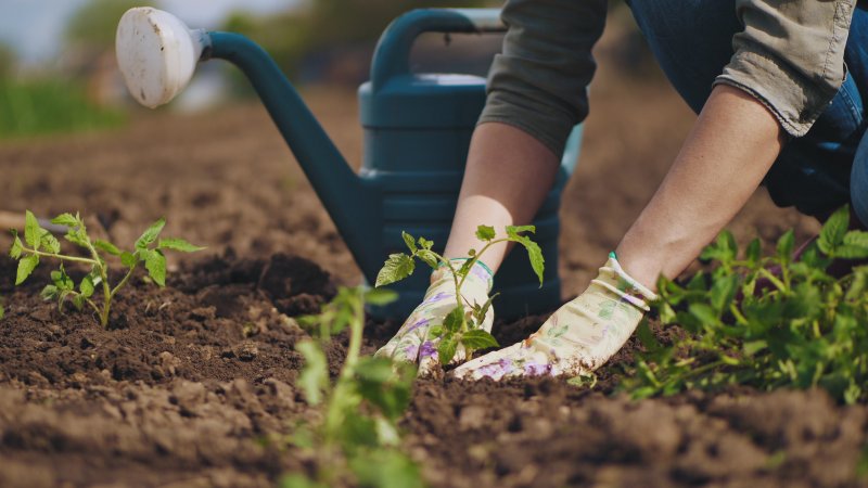 Woman gardening